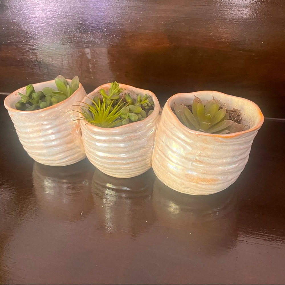 Succulent planter pot. Cute beachy, coastal anemone style.